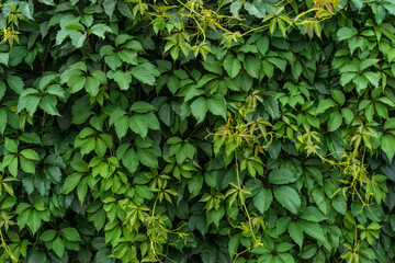 Natural background. Floral texture. Rich greenery. Plants in botanical garden.