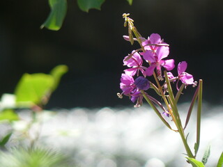 pink flower in nature, bokeh background
