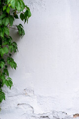The White Wall with The Ivy for Nature Background. Copy Space for Text
