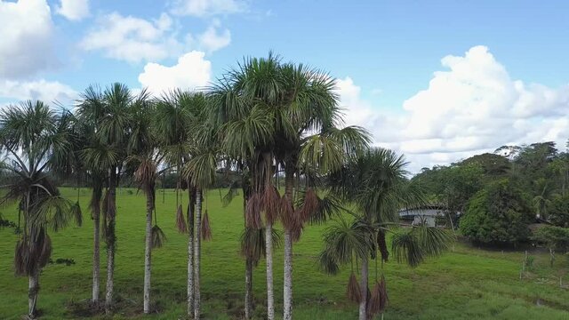 aerial view with drone of the fruit of an Attalea speciosa tree. Palm of the Arec&aacute;ceas.