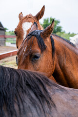 portrait of a brown horse