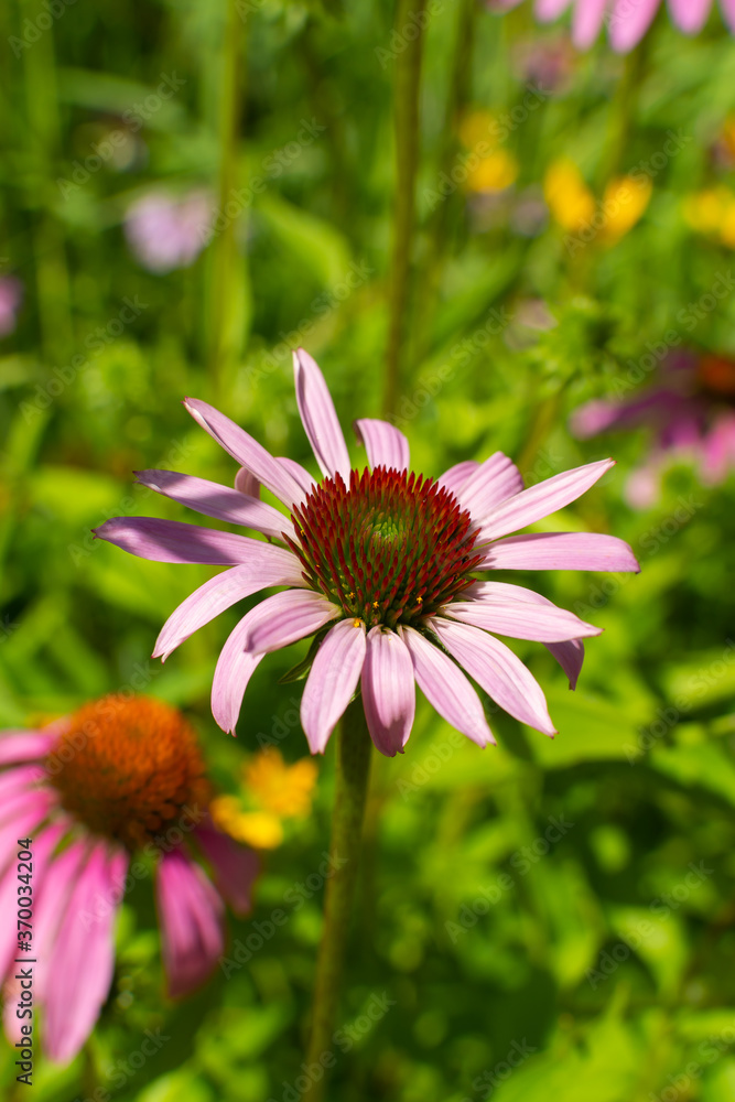 Wall mural Echinacea Flowers