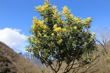 blooming Mimosa Bush against the blue sky