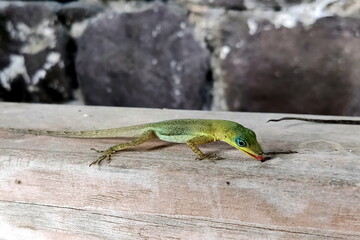 Naklejka na ściany i meble Small green gecko eats a banana in closeup, Caribbean