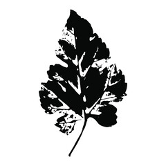 Imprint of a natural leaf of a Bush. Isolated Botanical element. Suitable for design, printing, greeting cards, decoration.