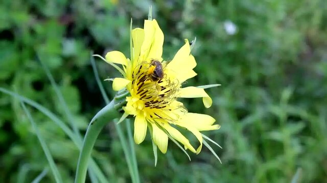 The wild bee collects pollen from the  salsify (goatbeard) flower.
The wild bee is small in size and hardy.
Goatbeard (salsify) is a medicinal plant. Its flowers give a lot of pollen, which is collect