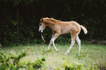 Naklejka na ściany i meble Young colt horse running with grass in mouth through green field during summer.
