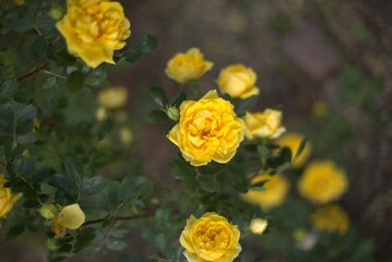 yellow rose flower