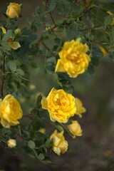 Fototapeta premium yellow rose bush