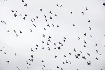 Amsterdam day and night