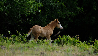 Foal horse in the green field during summer.
