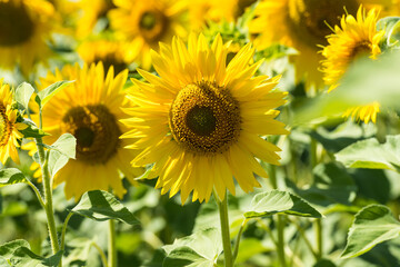 Fototapeta premium Sunflower and field of sunflowers in the one region in center of Russia