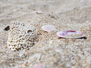 Rocks and shells on a sandy beach