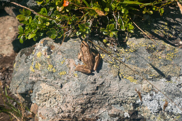 Bergfrosch in den Bergen