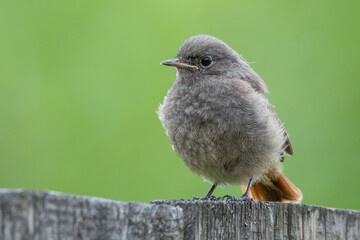 bird on a wooden  fence