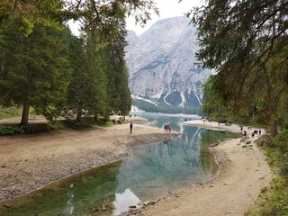 bridge over the river in the forest