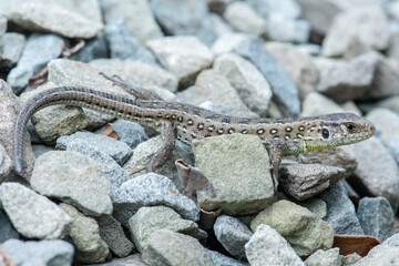 young lizard on the stone