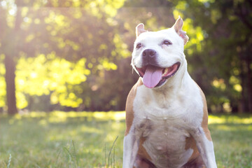 Portrait of happy and cute dog