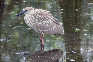Female black-crowned night heron, Florida, USA