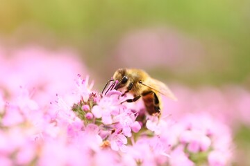 Biene auf Oregano