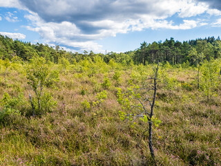 Fototapeta premium Young man made forest under development near delsjön lake gothenburg Sweden
