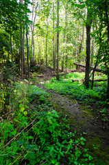 Fototapeta na wymiar Winding sunlit forest path