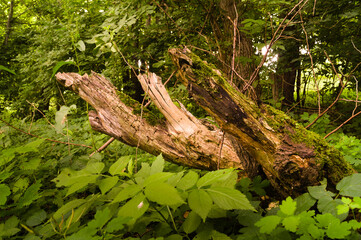 The trunk of an old tree in the forest