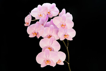 blooming pink Orchid on a black background