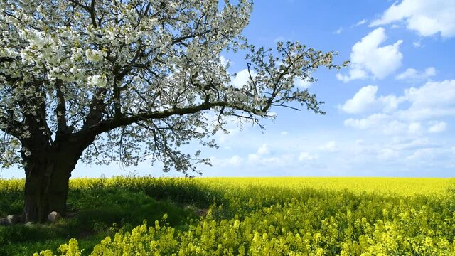 Spring cherry tree in rape field