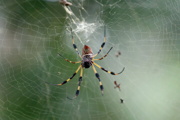 Garden Orb Weaver Spider, Florida, USA