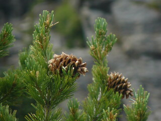 closeup of pine and cone in mountains