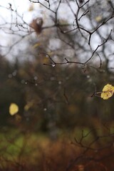 
autumn leaves and atmosphere