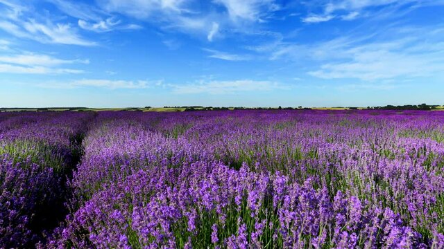lavender field and blue sky	
