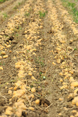 Harvesting potatoes on a farm at Lake Bolsena