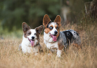 dogs portrait merle corgi on the grass blue eyes