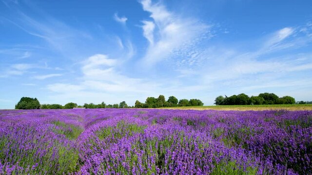 lavender field and blue sky	