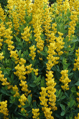 Yellow wild indigo (Baptisia sphaerocarpa 'Screaming Yellow')