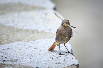 Black redstart female bird with insect in her beak (Phoenicurus ochruros) © Adrian 