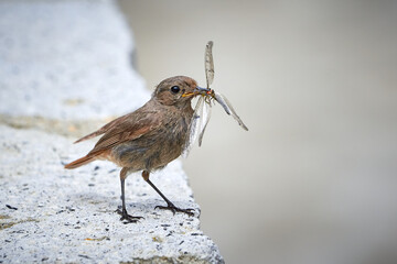 Black redstart female bird with insect in her beak (Phoenicurus ochruros)