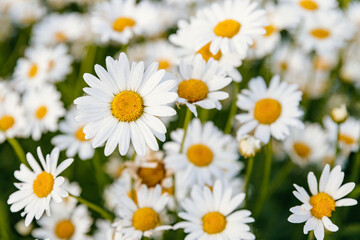 Daisies. Chamomile. Many flowers with white petals.