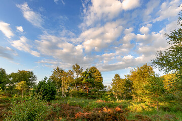 Sommerliche Abendstimmung im Teufelsmoor