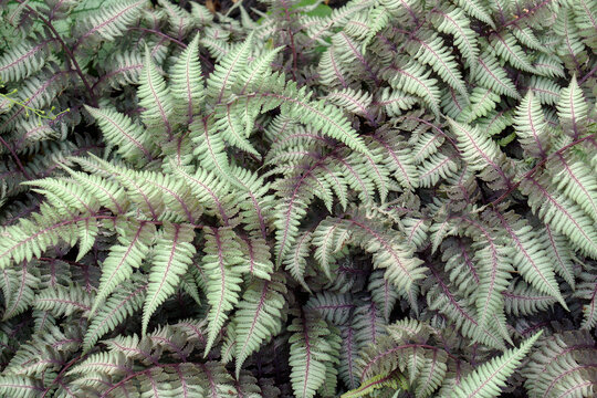 Ghost fern (Athyrium 'Ghost'). Hybrid between Japanese painted fern (Athyrium niponicum 'Pictum') and Lady fern (Athyrium filix-femina)