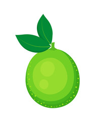 lime isolated on white background, vector illustration
