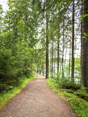 Fototapeta premium Hiking trail in green forest signifying the importance of adventure and fitness in life . Gothenburg Sweden