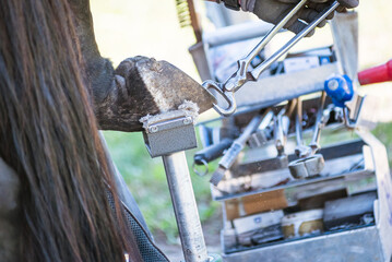 Horse farrier at work - trims and shapes a horse's hooves using farriers pincers, rasper and knife....