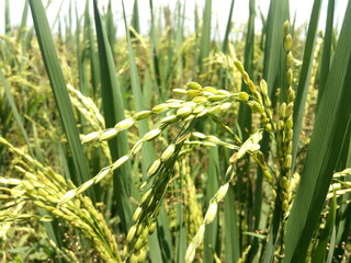 green paddy field of kerala