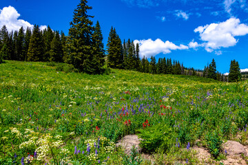 Wildflowers and Rabbit Ears Rock Formation