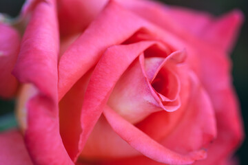 Rose petals macro