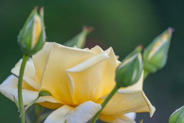 Yellow rose petals and buds macro