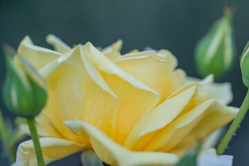 Yellow rose petals and buds macro